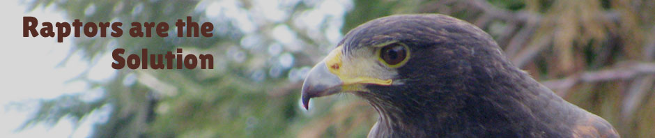 harris hawk